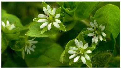 আপনার বাড়ির উঠোনে নজর রাখার জন্য 7 সাধারণ আগাছা - এবং কীভাবে সেগুলি সরিয়ে ফ...