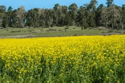 কভার ফসলের সমাপ্তি: কীভাবে আপনার ক্ষেত্রগুলির জন্য সঠিক পদ্ধতি চয়ন করবেন