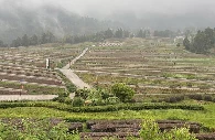 কর্ন ক্রপ ইনজুরির (আন) লুকানো ঝুঁকি